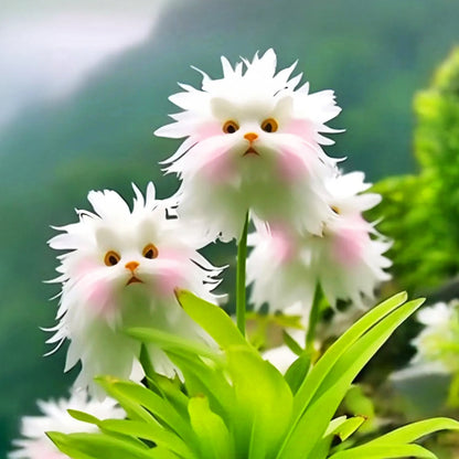 🇨🇦✨GFOUK® Dazzle Blossom Seeds